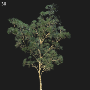 Eucalyptus Saligna Proxy Model