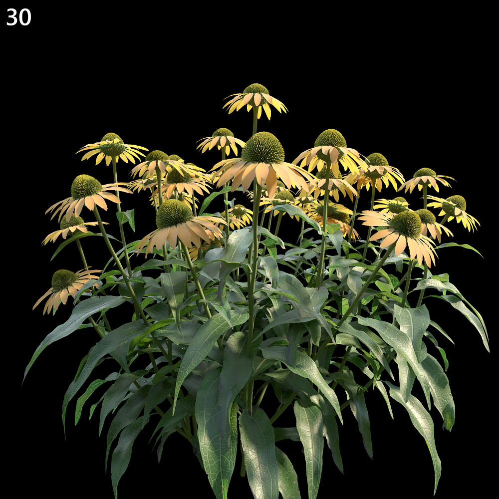 Echinacea Purpurea Proxy Model for SketchUp with V-Ray
