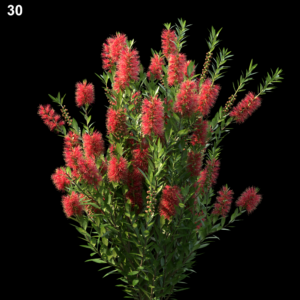 Callistemon Citrinus Proxy Model for SketchUp with V-Ray