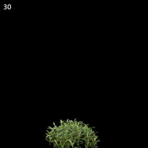 Sarcococca Hookeriana Proxy Model for SketchUp with V-Ray