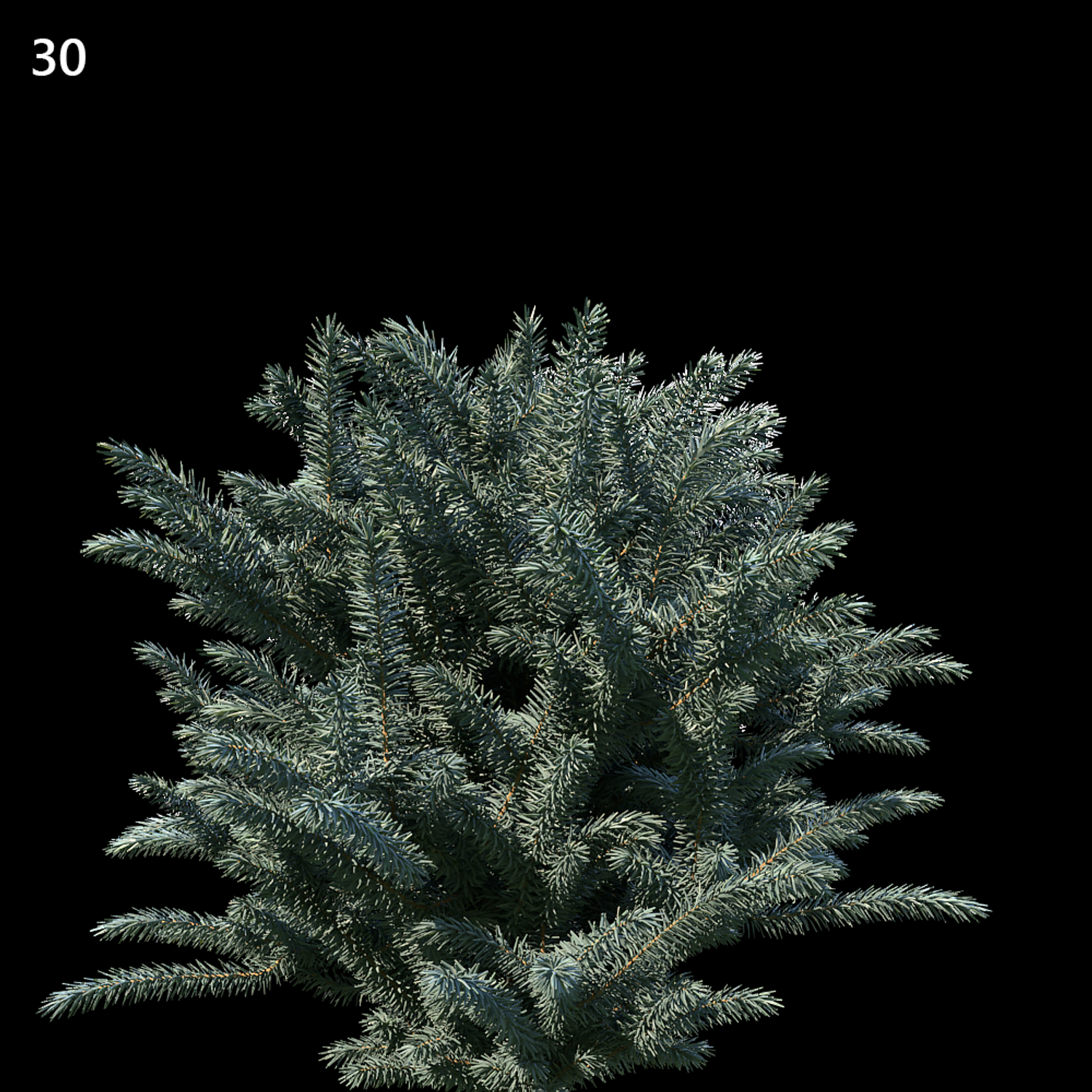 Picea Pungens Proxy Model for SketchUp