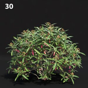 Euphorbia Melanocrater Proxy Model for SketchUp