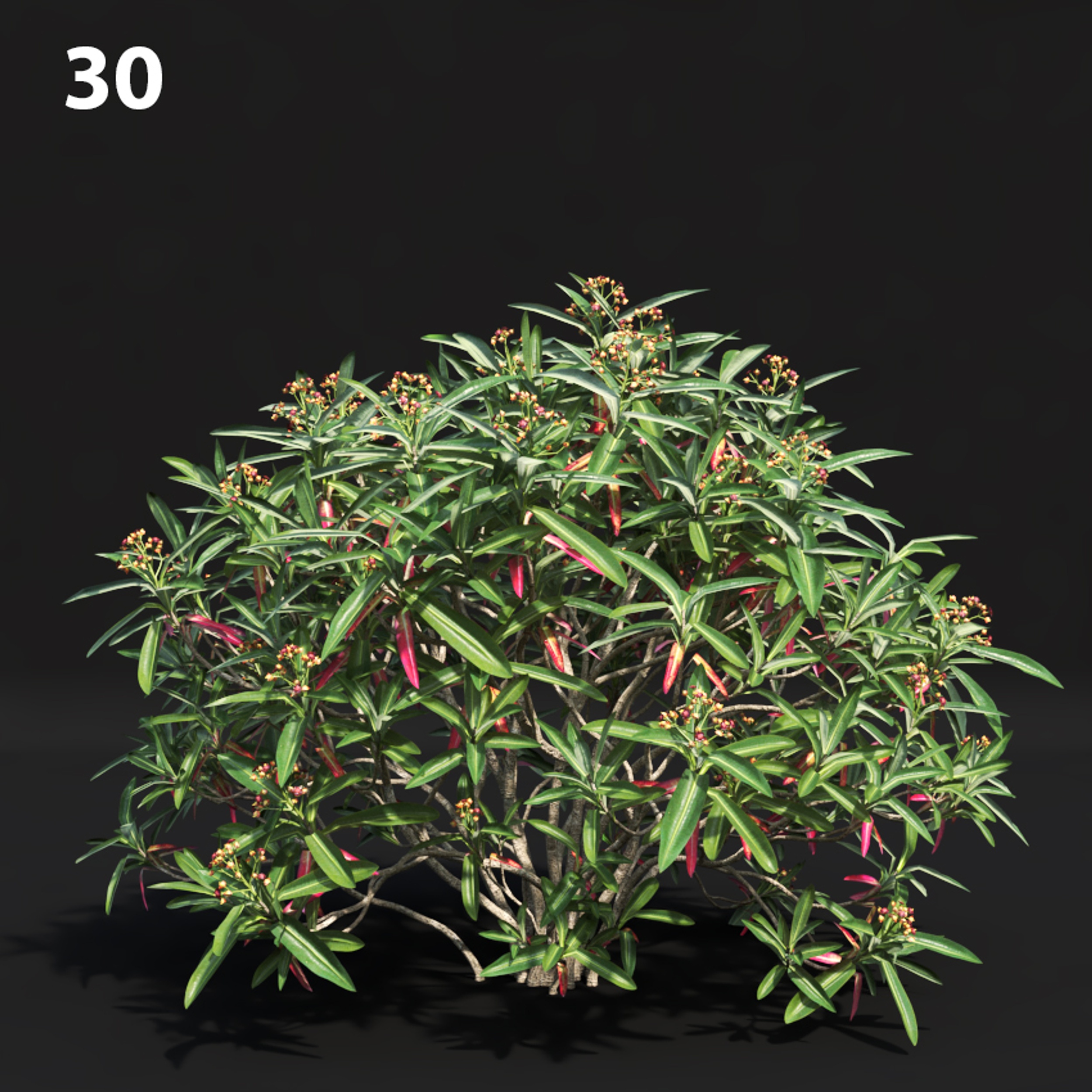 Euphorbia Melanocrater Proxy Model for SketchUp