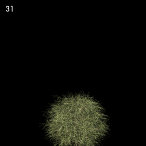 Casuarina Equisetifolia Proxy Model