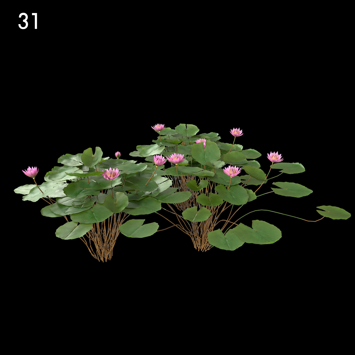 Nymphaea Orchid Model