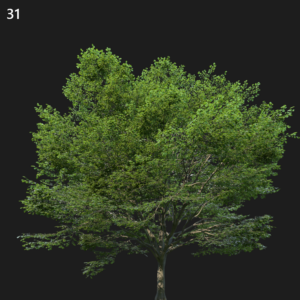 Fagus Sylvatica Tree Proxy Model for SketchUp