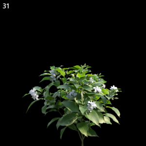 Tabernaemontana Divaricata Proxy Model