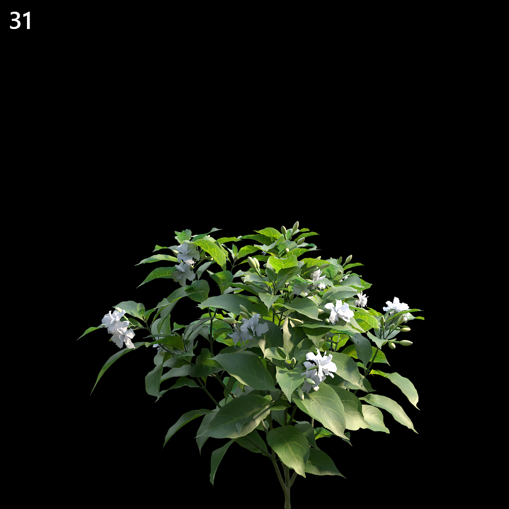 Tabernaemontana Divaricata Proxy Model