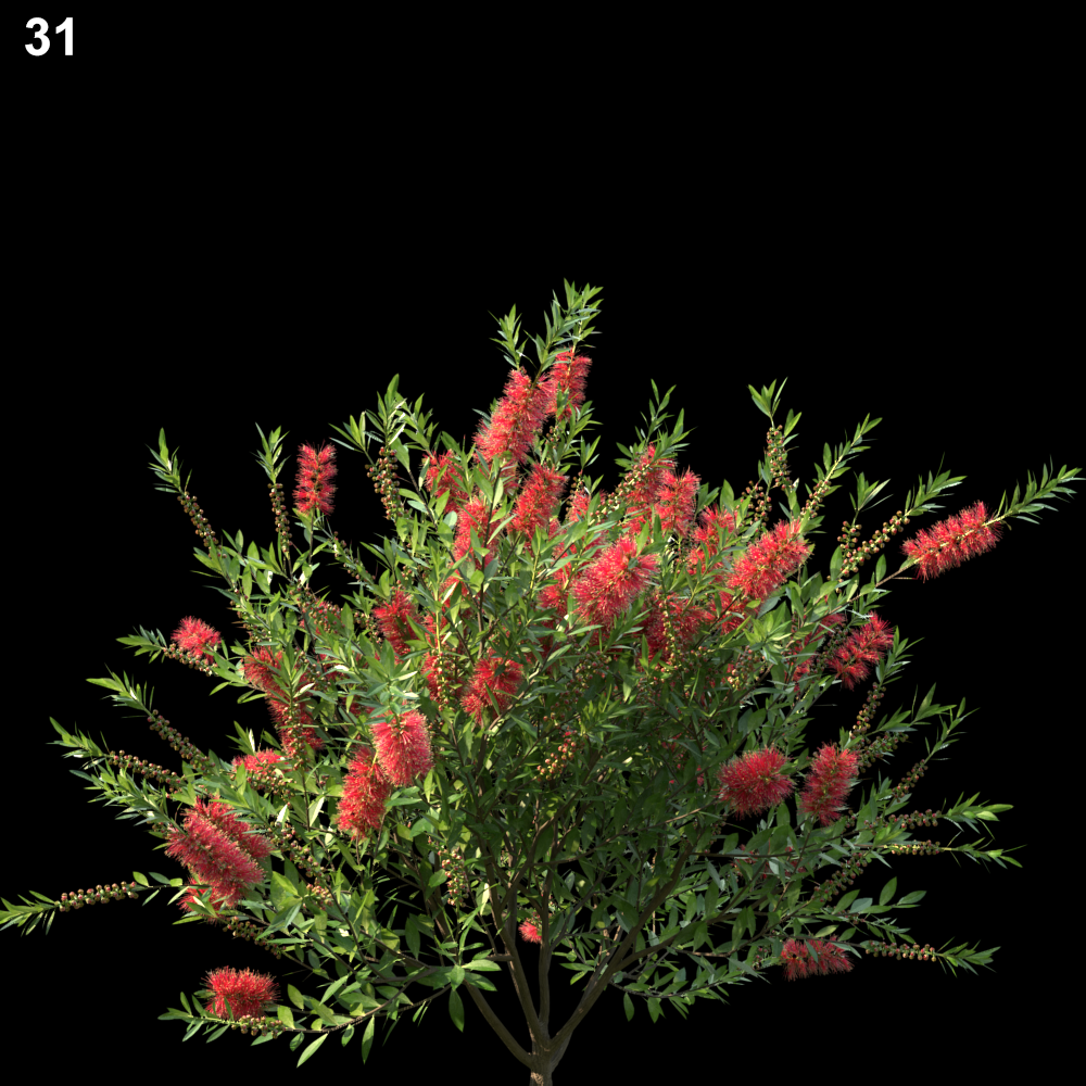 Callistemon Citrinus Tree Proxy Model for SketchUp