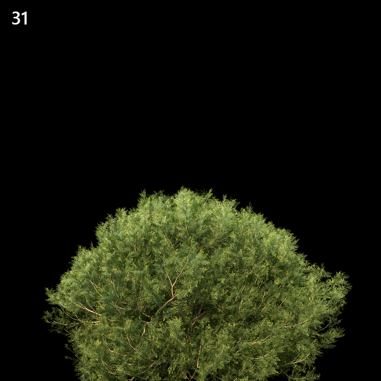 Platycladus Orientalis Tree Proxy Model