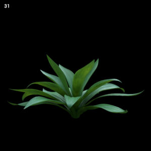 Agave Plant Proxy Model