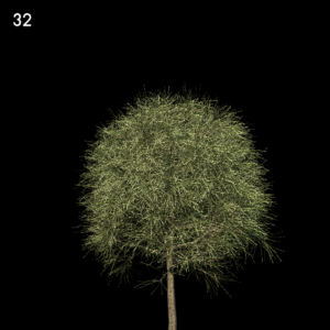 Casuarina Equisetifolia Tree Proxy Model