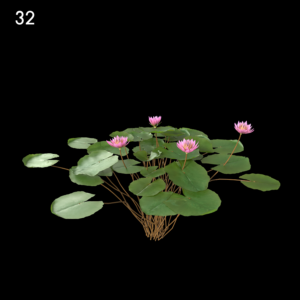 Nymphaea Orchid Proxy Model