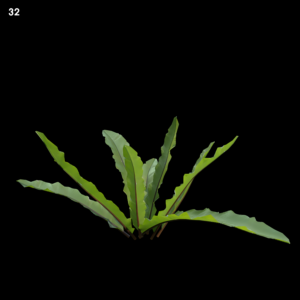 Asplenium Australasicum Plant Model