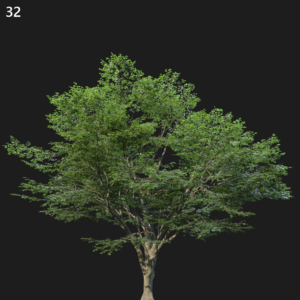 Fagus Sylvatica Proxy Model for SketchUp