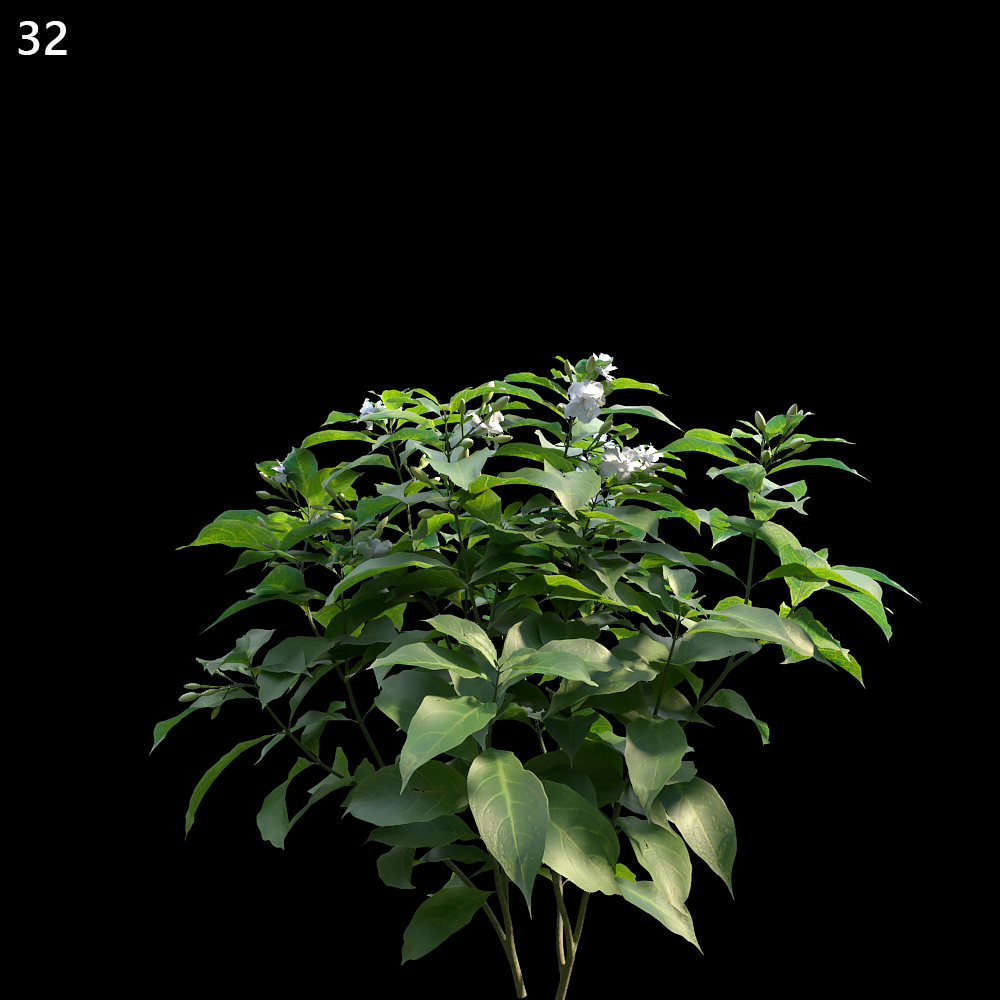 Tabernaemontana Divaricata Proxy Model