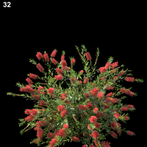 Callistemon Citrinus Proxy Model for SketchUp with V-Ray
