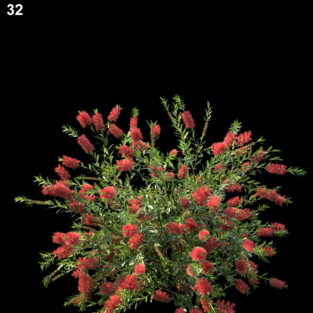 Callistemon Citrinus Proxy Model for SketchUp with V-Ray