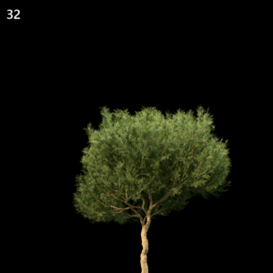 Platycladus Orientalis 3D Tree Model for SketchUp