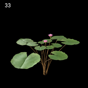 Nymphaea Orchid Proxy Model