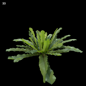 Asplenium Australasicum V8 Proxy Model