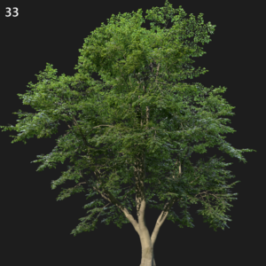 Fagus Sylvatica Tree Proxy Model