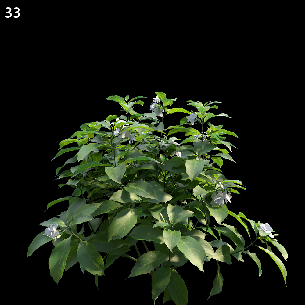 Tabernaemontana Divaricata Proxy Model