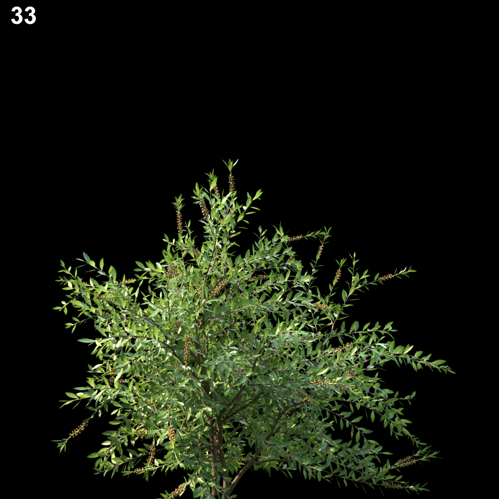 Callistemon Citrinus Proxy Model for SketchUp with V-Ray