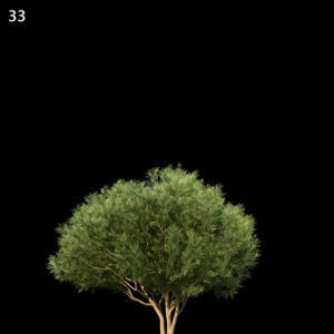 Platycladus Orientalis Proxy Model for SketchUp with V-Ray