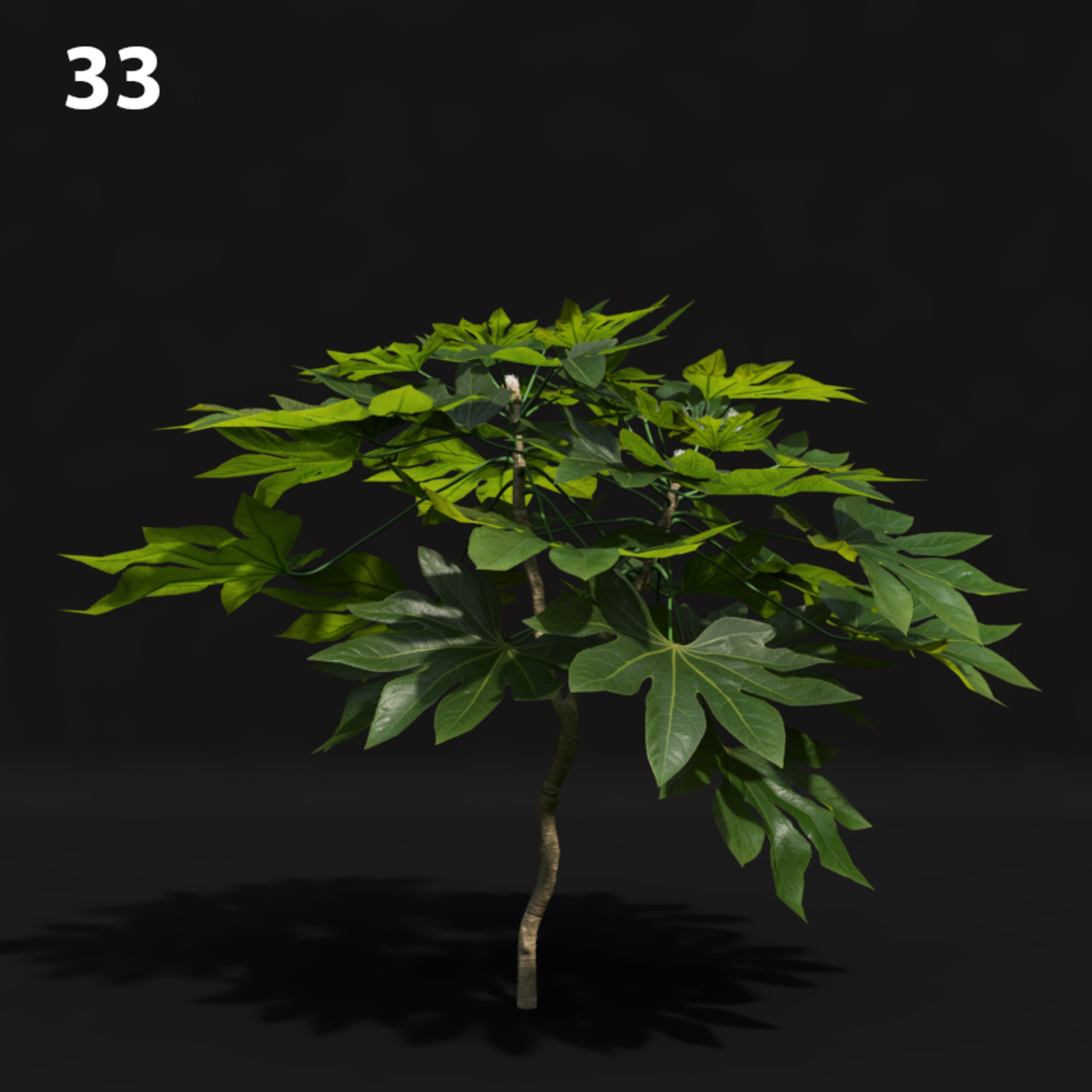 Realistic Tropical Tree Proxy Model for SketchUp