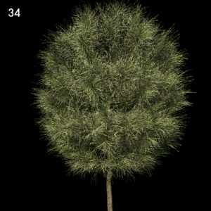 Casuarina Equisetifolia Proxy Model