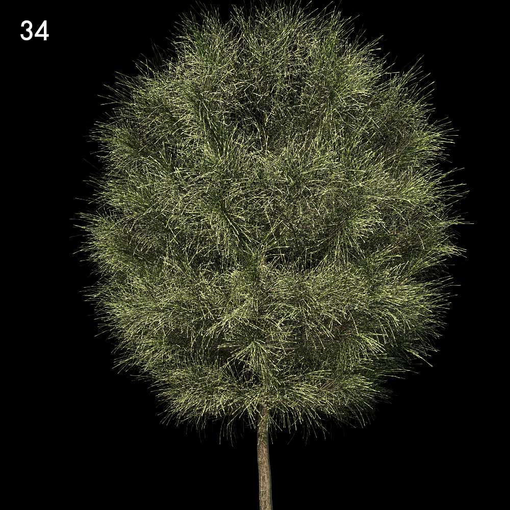 Casuarina Equisetifolia Proxy Model