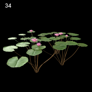Nymphaea Orchid Model