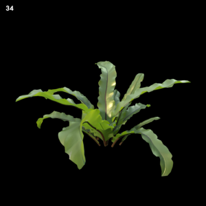 Asplenium Australasicum Plant Model