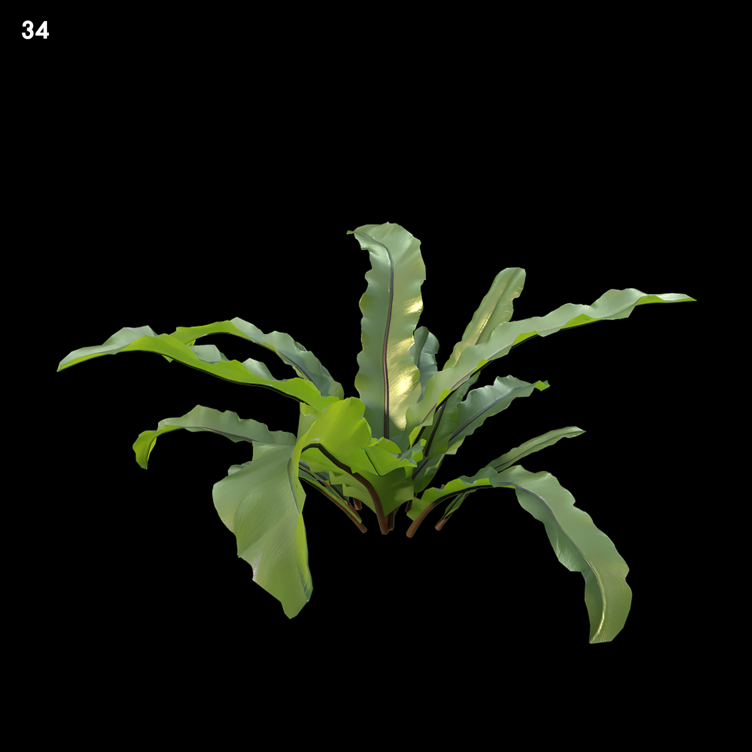 Asplenium Australasicum Plant Model