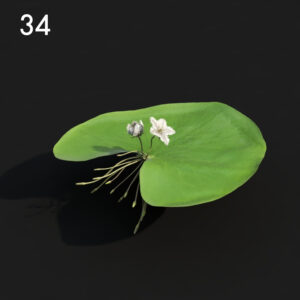 Lily Pad Flora Model