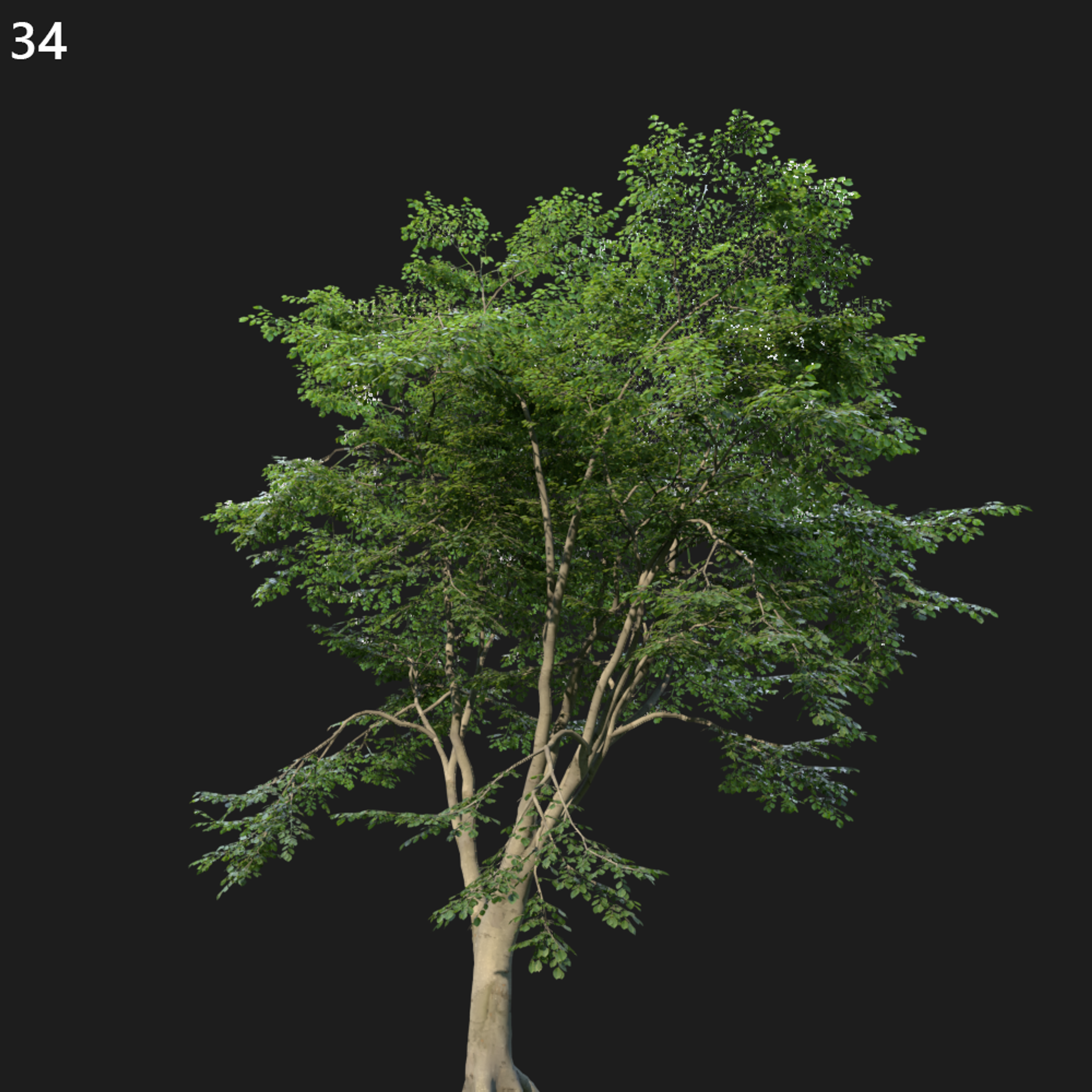 Beech Tree 3D Model
