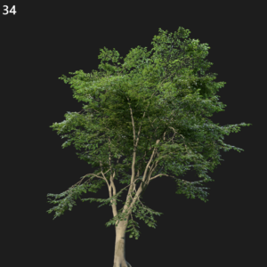 Fagus Sylvatica Tree Proxy Model