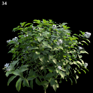 Tabernaemontana Divaricata Proxy Model