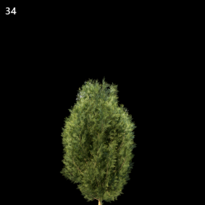 Platycladus Orientalis Tree Proxy Model for SketchUp