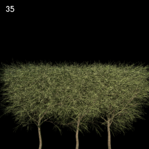 Casuarina Equisetifolia Proxy Model
