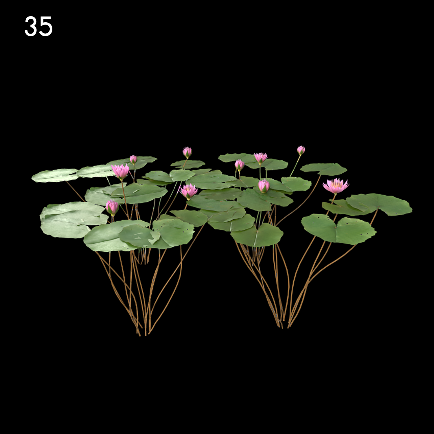 Water Lily Orchid Proxy Model for SketchUp with V-Ray