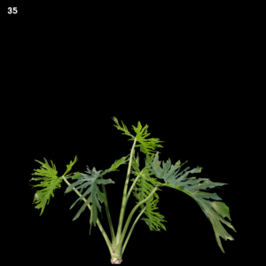 Philodendron Bipinnatifidum Proxy Model