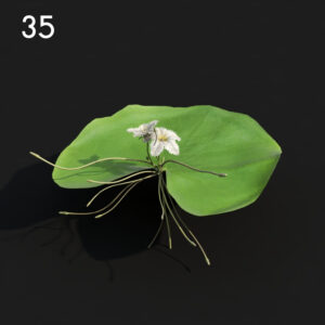 Water Lily Proxy Model for SketchUp with V-Ray