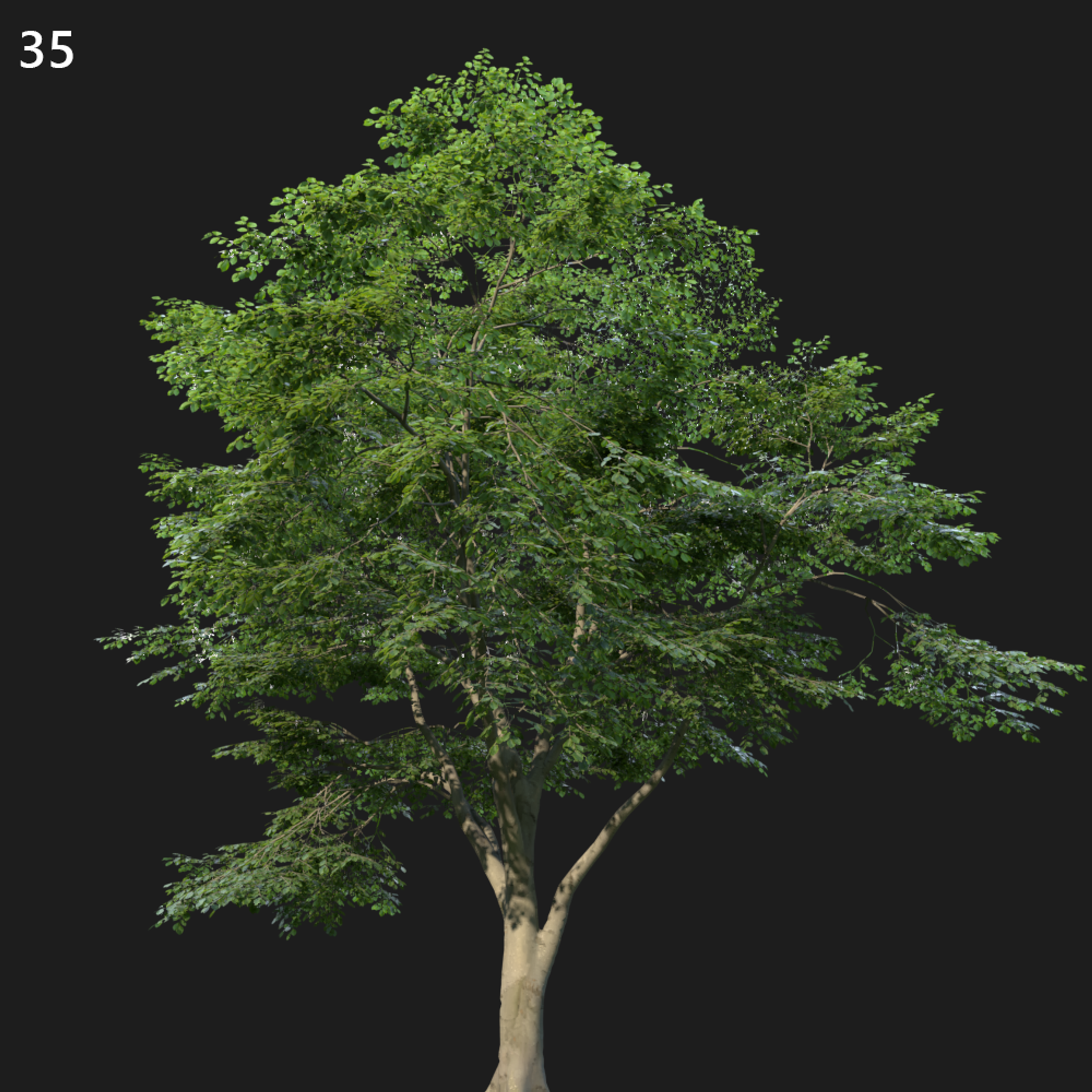 Fagus Sylvatica Tree Model