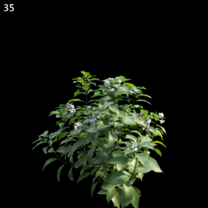 Tabernaemontana Divaricata Proxy Model