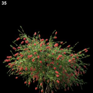 Callistemon Citrinus Proxy Model for SketchUp with V-Ray
