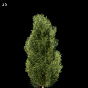 Platycladus Orientalis Tree Proxy Model for SketchUp