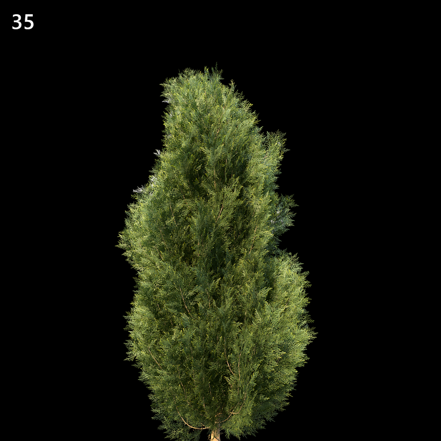 Platycladus Orientalis Tree Proxy Model for SketchUp