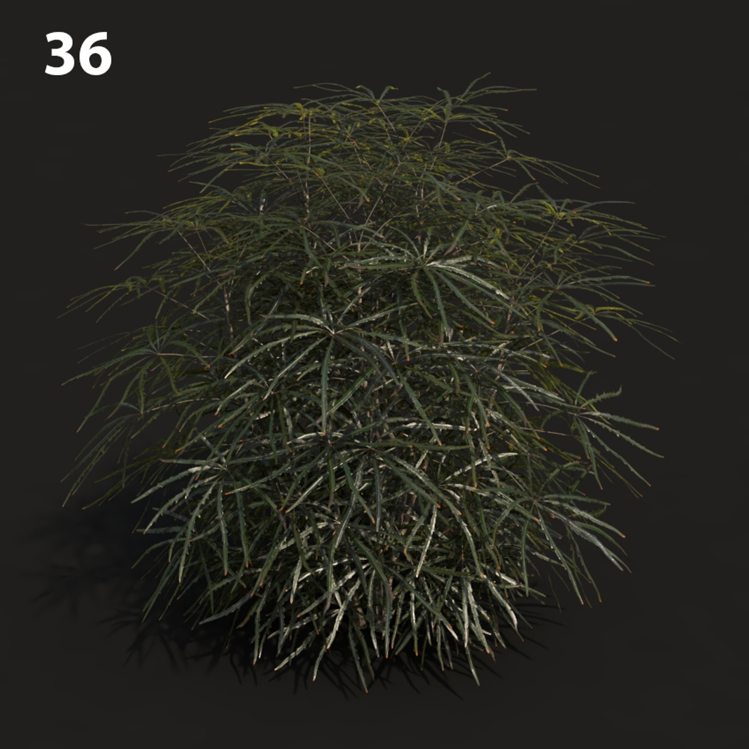 MTV75 Dizy Proxy Model